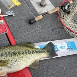 北山田プリ50cm、37cm