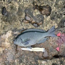 芝渡船さんで沖磯