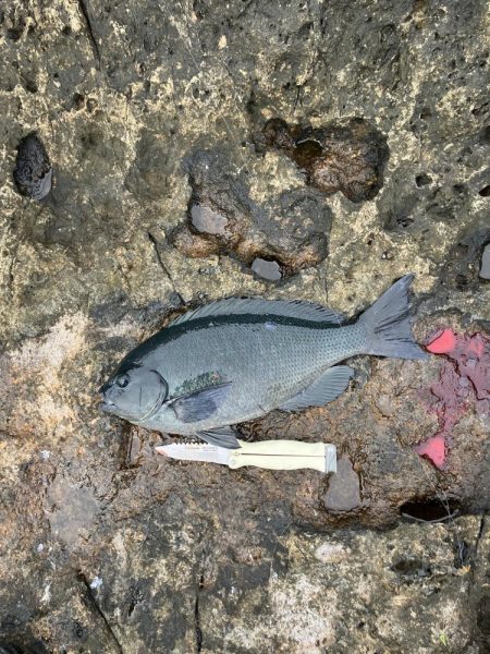 芝渡船さんで沖磯