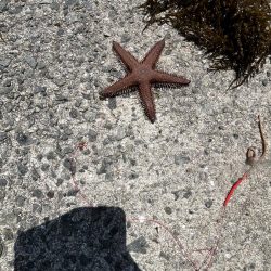 アジュール解禁！外道発進