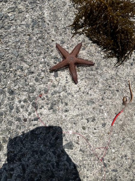 アジュール解禁！外道発進