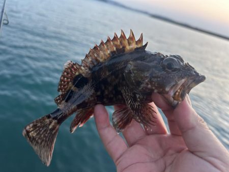 ガッシーに癒されず不満！