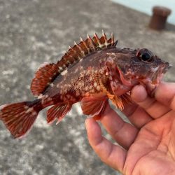 クエ子に癒されて