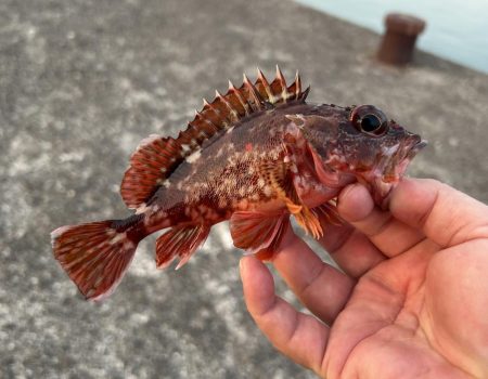 クエ子に癒されて