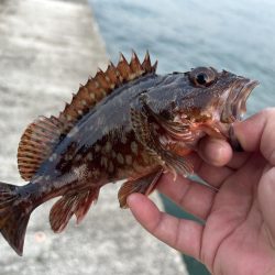 春のガッシー祭り3rd