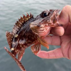 春のガッシー祭り5th