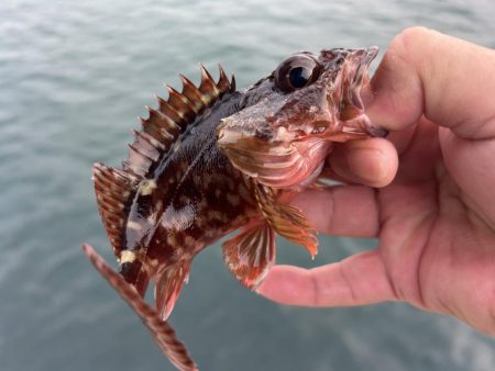 春のガッシー祭り5th