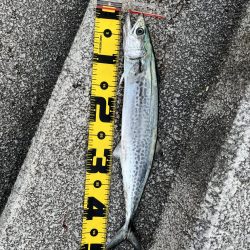 マリーナシティでメジロ頂きました