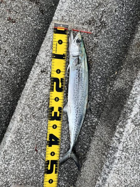 マリーナシティでメジロ頂きました