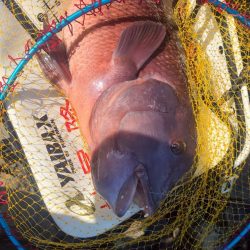 和歌山大引（上野渡船）の磯でフカセ釣り