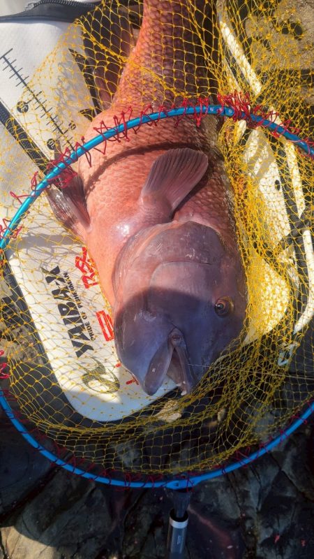 和歌山大引（上野渡船）の磯でフカセ釣り