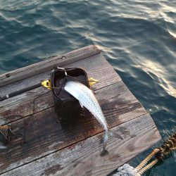 サゴシさんお久しぶりです