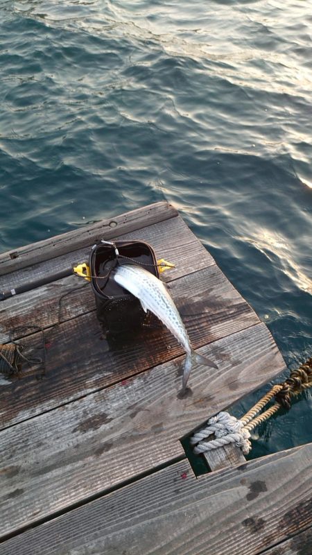 サゴシさんお久しぶりです