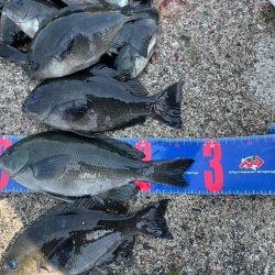 魚津港フカセグレ