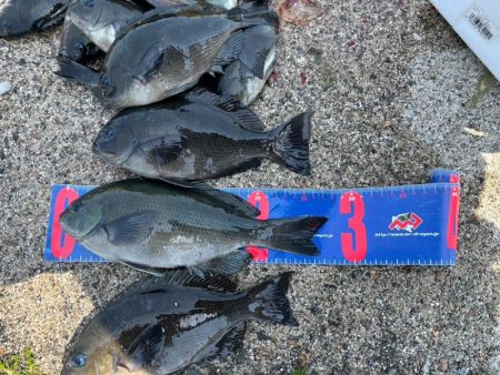 魚津港フカセグレ