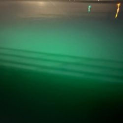 ケンサキイカ🦑