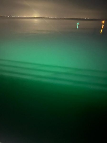 ケンサキイカ🦑