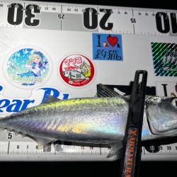 花見アジング🌸