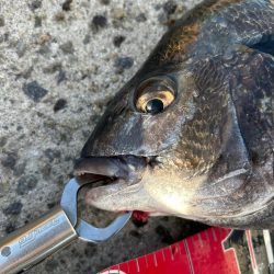 乗っ込みチヌ祭り!