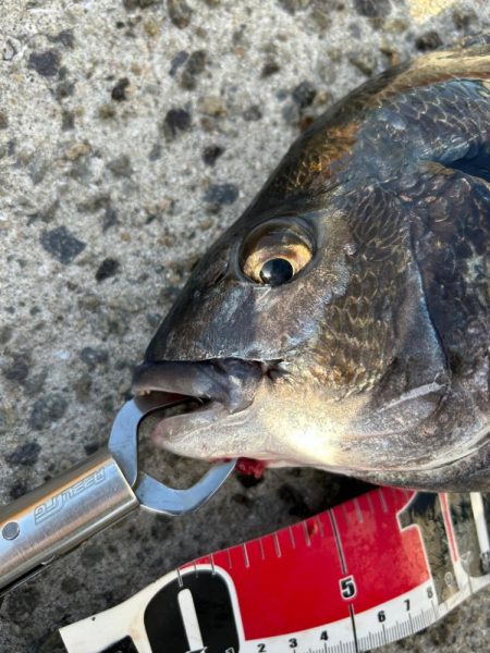 乗っ込みチヌ祭り!