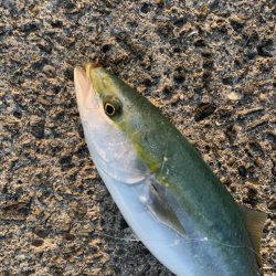 2年ぶりの70センチ台