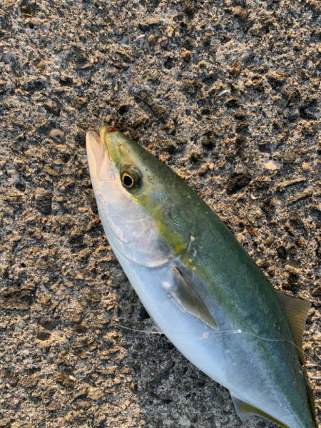 2年ぶりの70センチ台