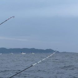 鋸南沖、トラフグ