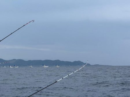 鋸南沖、トラフグ