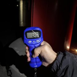 春エギング開幕