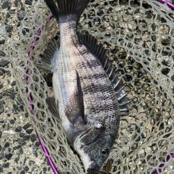 キビレ見つけた！