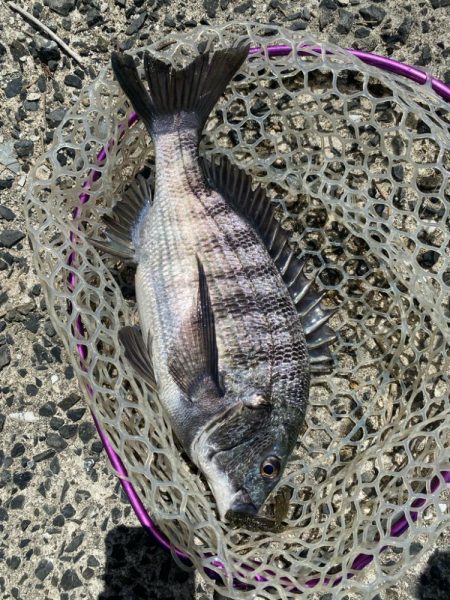 キビレ見つけた！