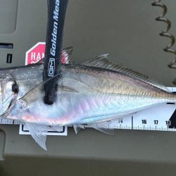 久しぶりのアジング