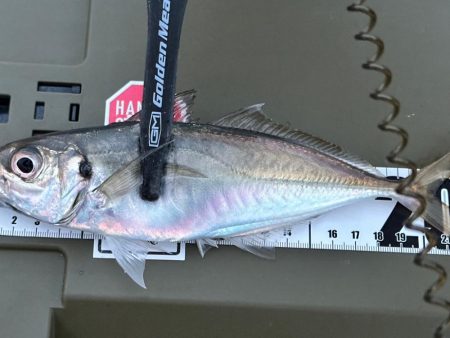 久しぶりのアジング