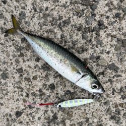 またしても…。