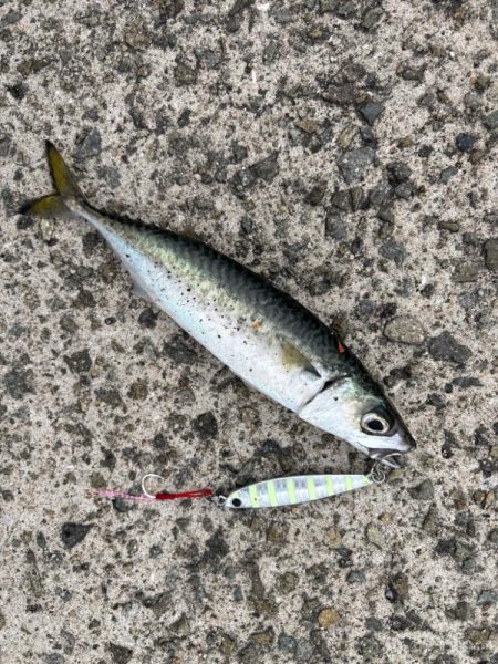 またしても…。