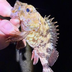 深夜のガシラッシュ