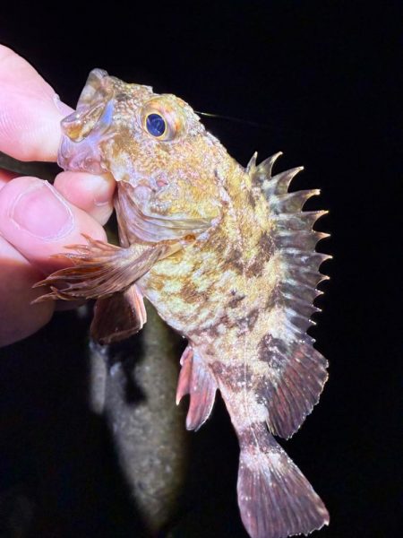 深夜のガシラッシュ