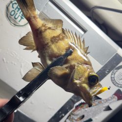 アジ・メバル/アジング・メバリング