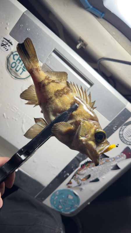 アジ・メバル/アジング・メバリング