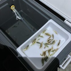 東二見メバル16