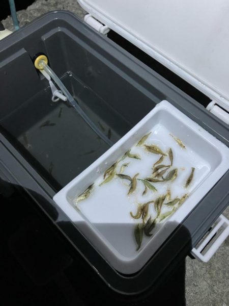 東二見メバル16