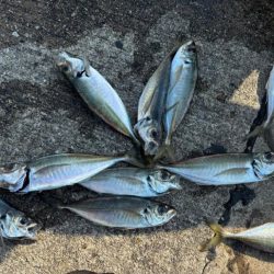 エビ撒きでハネとアジ好調です