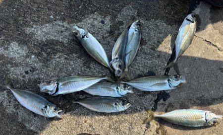 エビ撒きでハネとアジ好調です