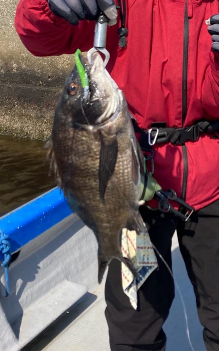 春のインショアシーバス