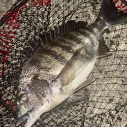 ヘチってきました