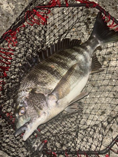 ヘチってきました