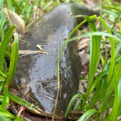 ナマズandコイ！