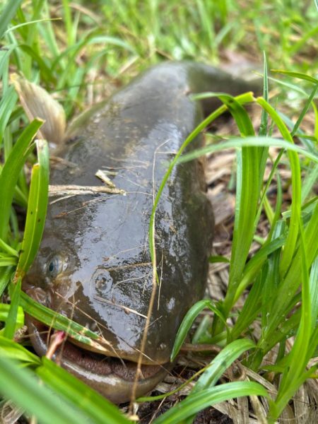 ナマズandコイ！