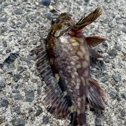 ショアジギ不発からの穴釣り