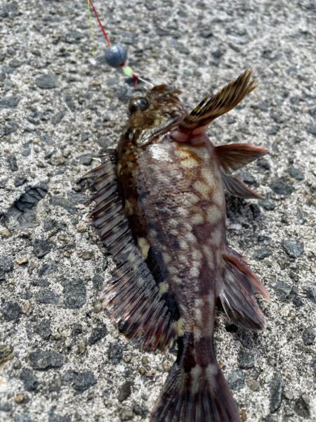 ショアジギ不発からの穴釣り